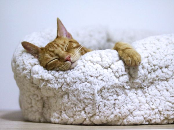 A cat in a cosy warm bed snuggles down to sleep with a content look on its face.
